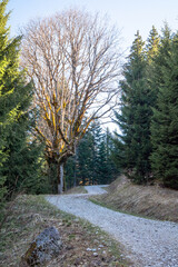 Sentier du char, Bellecombe-en-Bauges