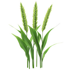 Naklejka premium Organic Wheat Ears on transparent background