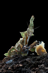 Mantis on a black background
