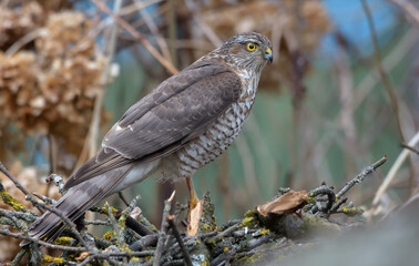 Female eurasian sparrowhawk (Accipiter nisus) perched on sparrows hide from small branches in winter  