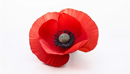 The remembrance poppy   poppy appeal Poppy flower isolated on white Decorative flower for Remembrance Day © Arden