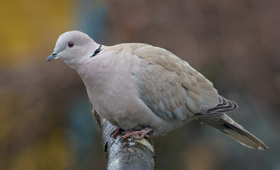 Calm Eurasian collared dove (Streptopelia decaocto) posing on branch perch in autumn time 
