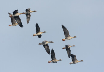 Small flock of greater white-fronted geese (Anser albifrons) and bean geese (Anser fabalis)  in spring flight over clear sky 