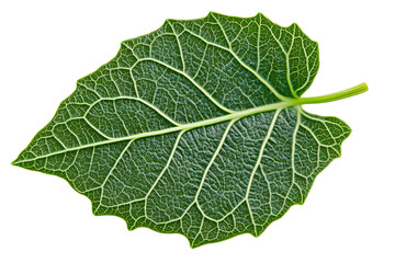 Detailed green leaf with prominent veins, isolated on transparent background, showing intricate patterns and texture