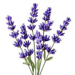 Fototapeta premium Isolated Lavender Flowers with Green Stems, No Background Present.
