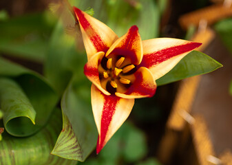 red and yellow flower