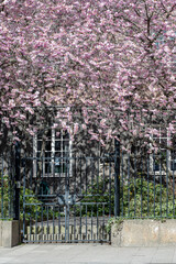 Cherry blossom in the city center of Norrköping during spring 2025. Norrköping is a historic industrial town in Sweden.