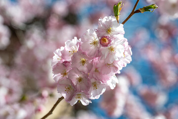 Cherry blossom in the city center of Norrköping during spring 2025. Norrköping is a historic industrial town in Sweden.