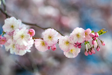 Cherry blossom in the city center of Norrköping during spring 2025. Norrköping is a historic industrial town in Sweden.
