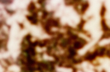 Leaf shadow and light on wall grey background. Nature tropical leaves plant tree branch shade sunshine. Sunlight on white wall texture for background wallpaper, shadows overlay effect foliage mockup