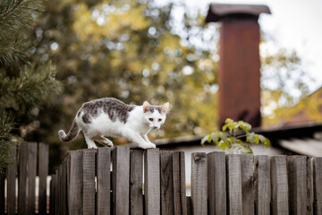 Funny domestic cat climbs a wooden fence and enjoys the summer