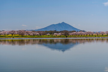 茨城県筑西市母小島遊水地に映る筑波山と桜並木