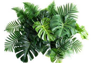 Lush greenery Monstera leaves and ferns intertwine, a vibrant tapestry of tropical foliage against a stark background
