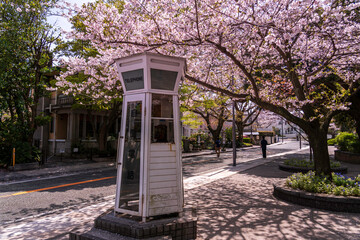 横浜市山手通りの満開の桜に彩られるクラッシックな電話ボックス