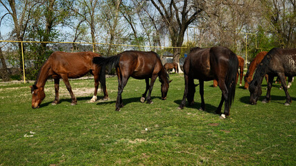 Obraz premium Horses grazing in meadow pasture with trees in background