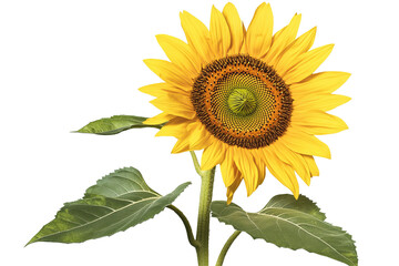 Fototapeta premium Vibrant sunflower blooms, golden petals radiating from the central disk. Green leaves complement the tall, slender stem