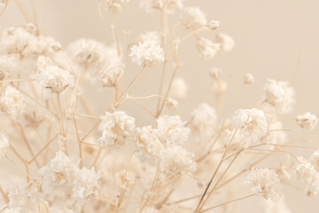 Gypsophila dry romantic little white flowers bouquet wallpaper macro