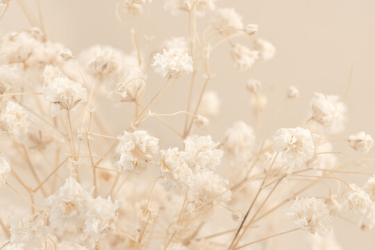 Fototapeta Gypsophila dry romantic little white flowers bouquet wallpaper macro