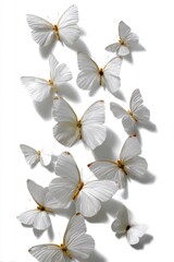 Regal butterflies dance elegantly against a flawless canvas of bright white.
