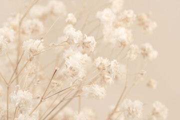 Gypsophila dry romantic little white flowers bouquet background macro