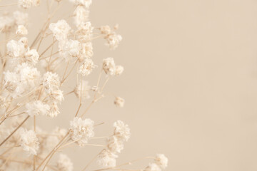 Gypsophila dry romantic little white flowers bouquet background with place for text macro