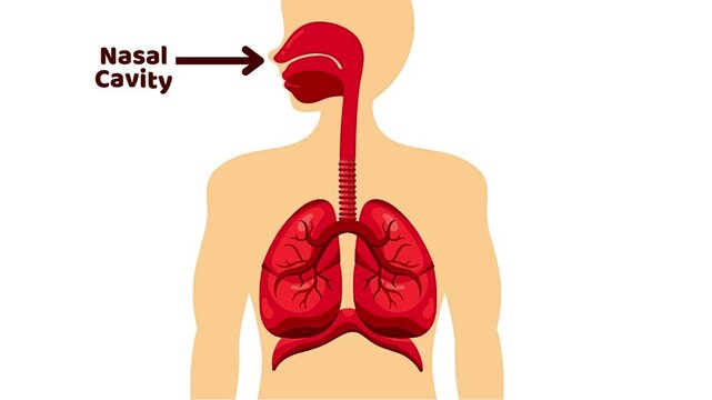 Human respiratory system isolated on white background. Video of human breathing process in the respiratory organ system. Cartoon video for kids education, science, and biology in HD format.