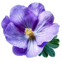 Obraz premium purple flower bloom - isolated on black