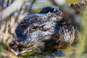 Close up zoom in Alligator head