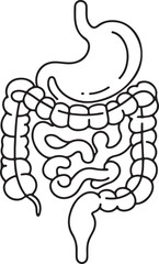 Digestive Organs System Line Art