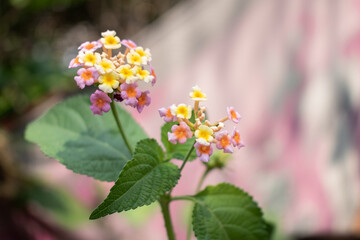 A close-up of colorful Lantana flowers in full bloom, showcasing a blend of pink, yellow. and orange hues, set against a soft, dreamy background with fresh green leaves.
