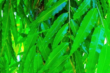 Fototapeta premium green grass background