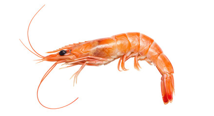 Isolated Cooked Shrimp