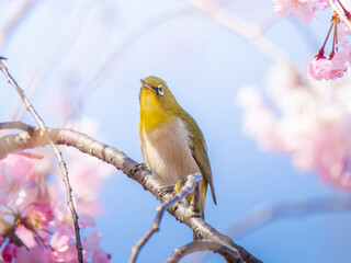 桜とメジロ