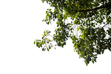 green leaves on white background