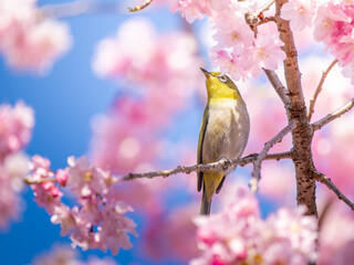 桜とメジロ