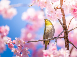 桜とメジロ