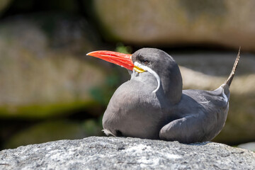  Inca tern bird sits on stone Larosterna inca 