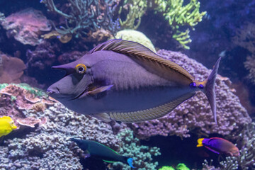 Bluespine unicornfish Naso unicornis short-nose unicornfish