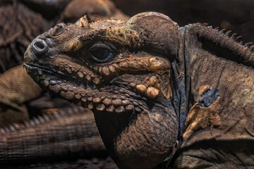 Mona ground iguana Cyclura stejnegeri rock iguana