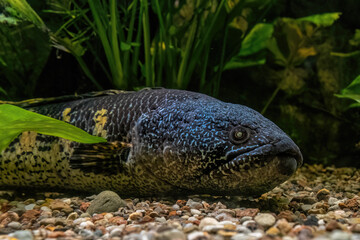Orange-spotted snakehead fish lies on the stones Channa aurantimaculata