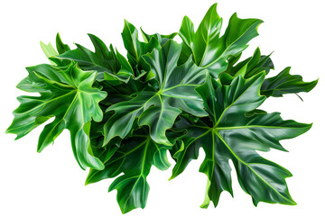 Lush, green foliage with deeply lobed leaves creates a vibrant, natural texture. Isolated leaves on a plain background for a clean look