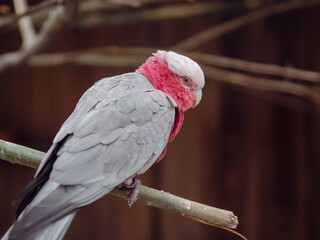 A galah cockatoo perches on a branch, its pink and gray feathers vibrant against a blurred, earthy...