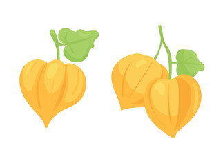 Physalis. Peruvian groundcherry. Flat vector, clipart illustration isolated on white background.