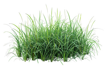 Lush green grass clump with slender blades, illuminated by sunlight against a transparent background. Nature's serene detail