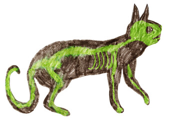 Hand drawn by colored pencils cat with skeleton isolated on a transparent background
