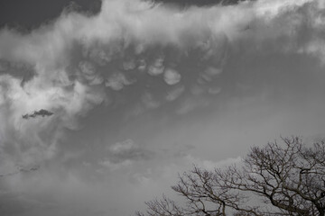 Fototapeta premium Mammatus Clouds over Lithuanian Tree Silhouettes in Moody Monochrome