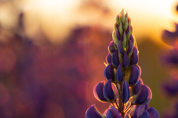 Backlit Lupine Flower Blooming in Sunset Light, Lithuania