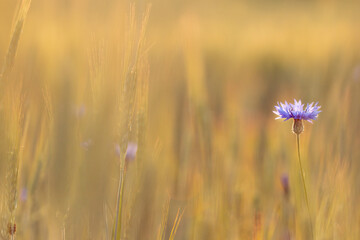 Obraz premium Cornflower Standing in Sunlit Lithuanian Wheat Field