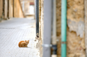 A small cat sits on the sidewalk