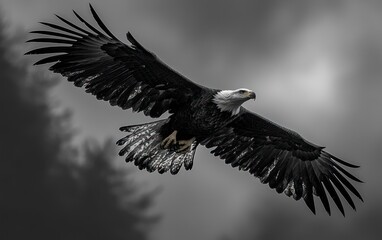 Obraz premium Majestic Eagle in Flight